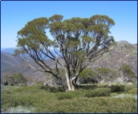 http://planetofdream.com/images/1/2013/7/v79d7265w1e.jpg
